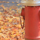 Illustration for article titled Shooting Challenge Fall Leaves Gallery 10